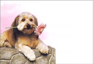絵封筒 (同柄5枚セット) 156×108mm レター バレンタイン 犬 イヌ