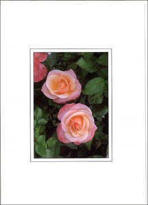 グリーティングカード 多目的 B&Bフラワーシリーズ「ピンクローズ」 花柄