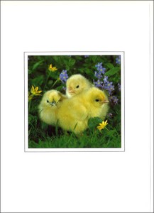 Greeting Card Series Chick
