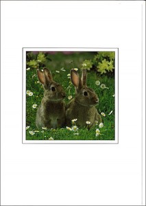 グリーティングカード 多目的 B&Bフラワーシリーズ「野ウサギ」