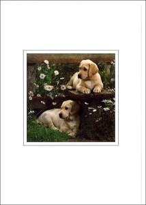 グリーティングカード 多目的 B&Bフラワーシリーズ「子犬」