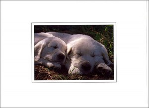 グリーティングカード 多目的 B&Bフラワーシリーズ「眠る子犬」 花柄