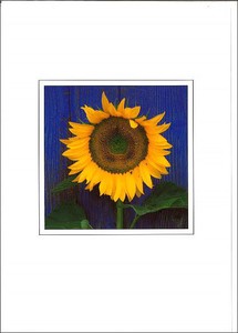 グリーティングカード 多目的 B&Bフラワーシリーズ「青い壁のヒマワリ」 花柄
