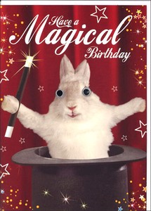 グリーティングカード 誕生日/バースデー ゴグリーズ目玉カード「ウサギ」動物 カラー写真