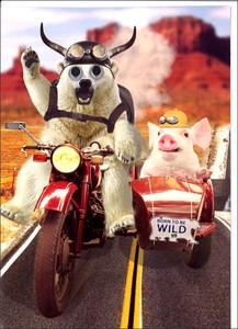 グリーティングカード 誕生日/バースデー ゴグリーズ目玉カード「シロクマとブタ」動物 カラー写真