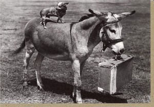 グリーティングカード 多目的 モノクロ写真「子犬と子馬」 フォト 子ども