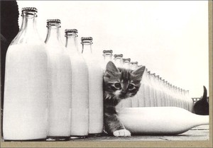 グリーティングカード 多目的 モノクロ写真「子猫とミルク瓶」 フォト