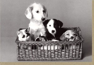 グリーティングカード 多目的 モノクロ写真「5匹の小犬と子猫」 フォト