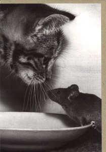 グリーティングカード 多目的 モノクロ写真「猫とねずみ」 フォト