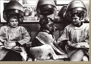 グリーティングカード 多目的 モノクロ写真「二人の女性と一匹の犬」 フォト