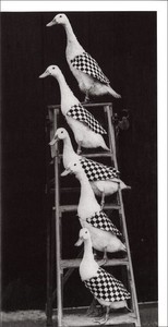 ロンググリーティングカード 多目的 モノクロ写真「5匹のアヒル」