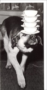 ロンググリーティングカード 多目的 モノクロ写真「カップを運ぶ犬」