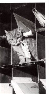 ロンググリーティングカード 多目的 モノクロ写真「小包を運ぶ猫」