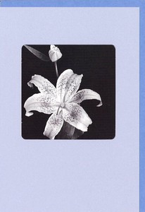 Greeting Card Monochrome Lily