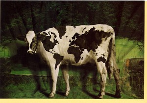 グリーティングカード 多目的 ウシシリーズ「GLOBAL COW」 ウシシリーズ 牛 カラー写真