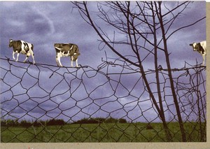 グリーティングカード 多目的 ウシシリーズ「FENCESITTERS」 牛 カラー写真
