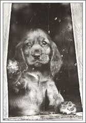 ミニグリーティングカード ひとことカード 多目的「窓辺の子犬」 イヌ