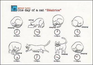ポストカード イラスト Mデザイン「猫のビアトリスの一日」