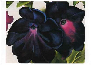 ポストカード アート オキーフ「黒と紫のペチュニア」