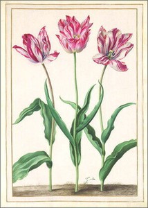 Postcard Tulips
