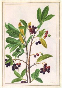 ポストカード アート ウォルター「チェリーローレル」植物