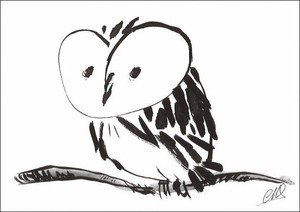 Postcard Owl Owls