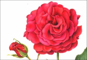 ポストカード アート サックス「ローズ」バラ 薔薇