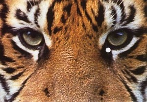 Postcard Tiger