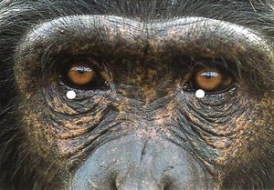Postcard Color Photography Chimpanzee Crease Postcard