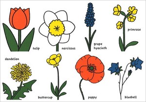 Postcard Flower Miffy