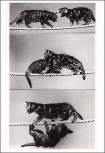 ポストカード モノクロ写真「綱渡りをする猫」