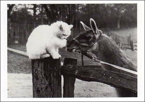 ポストカード モノクロ写真「猫とラマ」