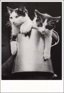 ポストカード モノクロ写真「カップに入った二匹の子猫」