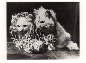 ポストカード モノクロ写真「毛糸に絡まっている二匹の子猫」