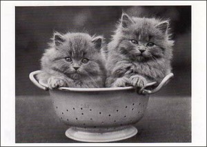 ポストカード モノクロ写真「入れ物に入った二匹の子猫」