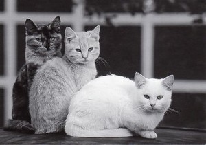 ポストカード モノクロ写真「こちらを見ている三匹の猫」