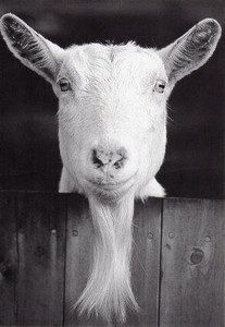 Postcard Goats Monochrome