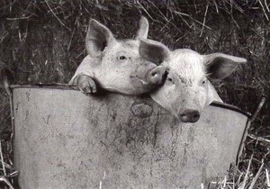 ポストカード モノクロ写真「二匹の豚」