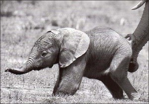ポストカード モノクロ写真「アフリカゾウの子ども」