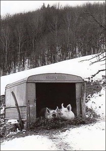 ポストカード モノクロ写真「シェルターの中の二匹の豚」