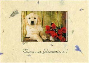 ポストカード カラー写真 子犬と赤いバラ