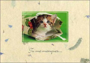 ポストカード カラー写真 紙袋に入った子猫