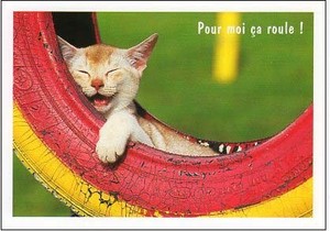 ポストカード カラー写真 カラフルなタイヤの中で寝る子猫