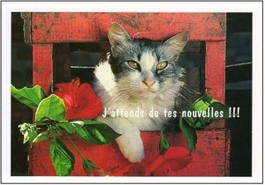 ポストカード カラー写真 猫と赤い花