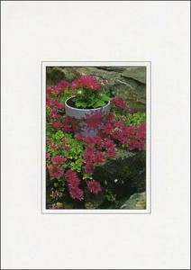 ポストカード カラー写真 赤い花と植木鉢