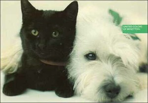 ポストカード カラー写真 犬と猫