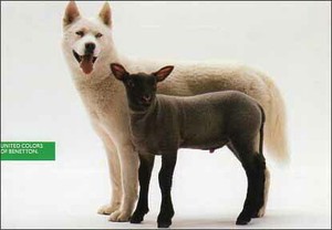 ポストカード カラー写真 オオカミと羊