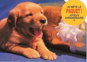 ポストカード カラー写真 ダイカットタイプ 定形外 あくびをする子犬