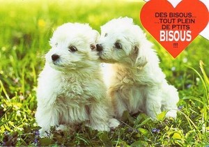 ポストカード カラー写真 ダイカットタイプ 定形外 2匹の白い子犬