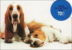 ポストカード カラー写真 ダイカットタイプ 定形外 2匹の犬